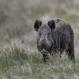 It is difficult for me to distinguish this wild boar boar (Sus scrofa) from a wild boar from the photo It is difficult for me to distinguish this wild boar boar (Sus scrofa) from a wild boar from the photo