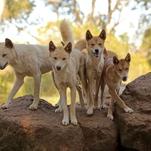 Dingos (Canis familiaris dingo)