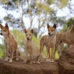 Dingos (Canis familiaris dingo)