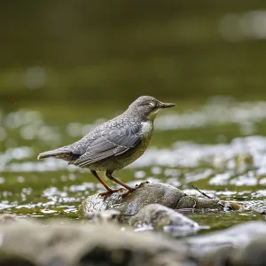 A dipper sits in a stream, Honnetal A dipper sits in a stream, Honnetal