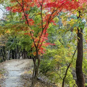 Dirt path in mountain park with trees in fall colors in South Korea Dirt path in mountain park with trees in fall colors in South Korea