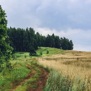 Dirt Road Between Birch Forest and Wheat Field Print Dirt Road Between Birch Forest and Wheat Field Print