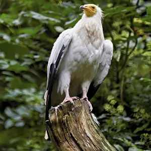 Dirty vulture (Neophron percnopterus) sitting on tree stump