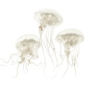 Disc jellyfish, Sanderia malayensis Disc jellyfish, Sanderia malayensis