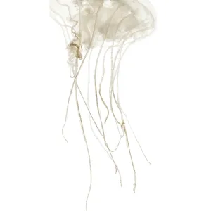 Disc jellyfish, Sanderia malayensis Disc jellyfish, Sanderia malayensis