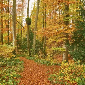 Discoloured beech forest, Sihlwald