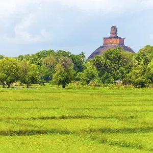 Distant Jetavanaramaya Stupa and its damaged spire seen above the treeline
