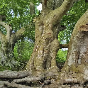 Troncos de árboles distintivos con raíces ramificadas en el bosque. Troncos de árboles distintivos con raíces ramificadas en el bosque.