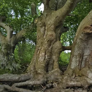 Troncos de árboles distintivos con raíces ramificadas en el bosque. Troncos de árboles distintivos con raíces ramificadas en el bosque.
