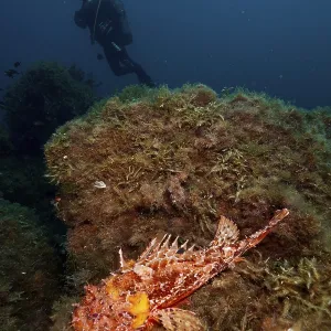 A diver approaches a scorpionfish