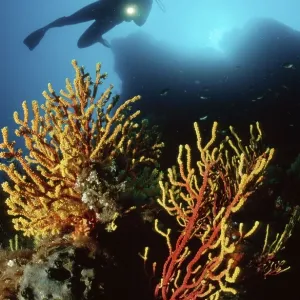 Diver over Chameleon Sea Fan, Mediterranean Sea / (Paramuricea clavata) Diver over Chameleon Sea Fan, Mediterranean Sea / (Paramuricea clavata)
