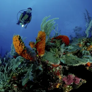Diver at coral reef, Carribean Sea