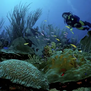 Diver at coral reef, Carribean Sea