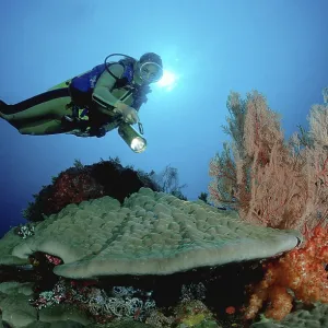Diver at coral reef, Komodo national park