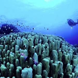 Diver at coral reef, Red Sea, Diver at coral reef