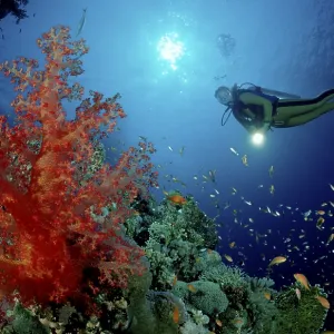 Diver at Coral Reef, Red Sea Print Diver at Coral Reef, Red Sea Print