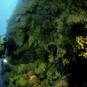Diver at coral reef, steep coast