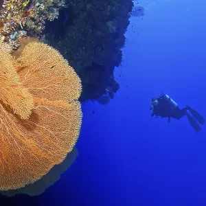 A diver explores a large coral reef in deep blue water