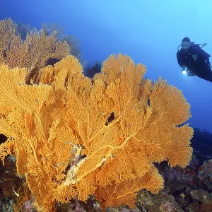 Diver looking at Large Anella Gorgonian (Anella) Diver looking at Large Anella Gorgonian (Anella)