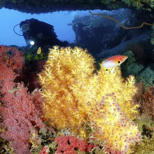 Diver looking into a small opening in the coral reef with different Diver looking into a small opening in the coral reef with different