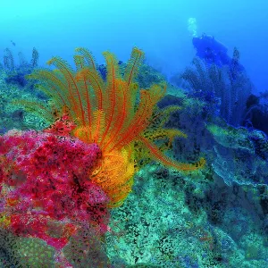 Diver looks at brightly colored corals in the deep sea