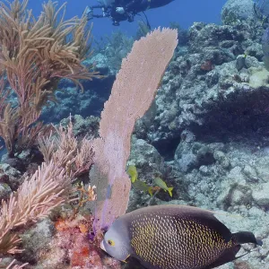 A diver observes a fish, French angelfish (Pomacanthus paru)