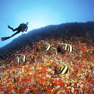 Diver observes Moorish idols (Zanclus cornutus) looking for food between corals and sponges on a steep face Diver observes Moorish idols (Zanclus cornutus) looking for food between corals and sponges on a steep face