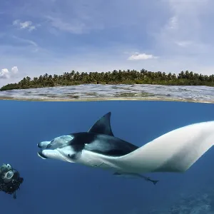 Diver observing reef manta ray (Manta alfredi) over coral reef Diver observing reef manta ray (Manta alfredi) over coral reef