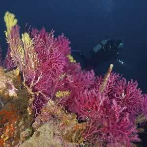 Divers next to colorful corals