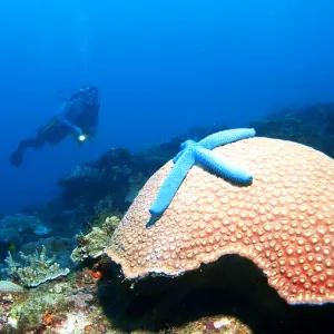 Divers in a coral reef with a large