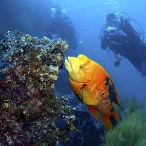 Two divers explore a coral reef next to a glowing orange fish