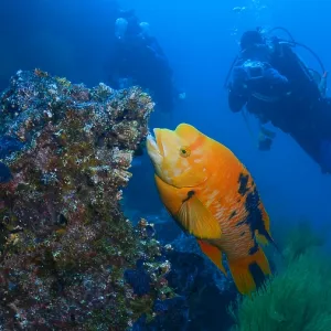 Divers interact with a large, orange fish on a reef