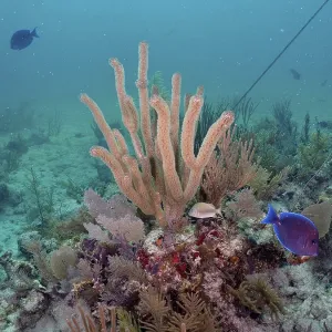 Diverse coral formations Diverse coral formations