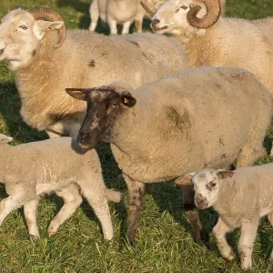 A diverse flock of sheep, including lambs A diverse flock of sheep, including lambs