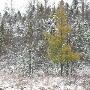 Diverse forest with a vibrant yellow pine amid snow-covered trees in London