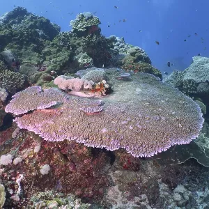 Diverse underwater reef with table coral (Acropora hyacinthus) Diverse underwater reef with table coral (Acropora hyacinthus)