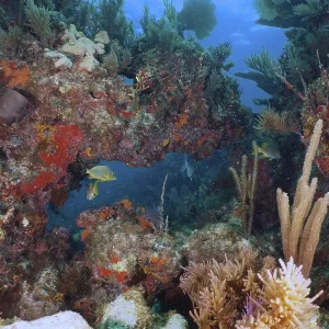 Diverse underwater world with colourful fish and corals