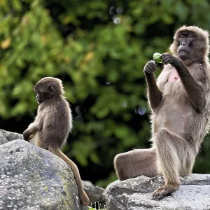 Djelada or blood-breasted baboon (Theropithecus gelada) Djelada or blood-breasted baboon (Theropithecus gelada)