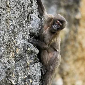 Djelada or blood-breasted baboon (Theropithecus gelada) Djelada or blood-breasted baboon (Theropithecus gelada)