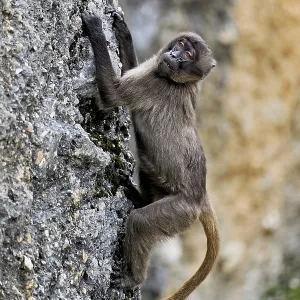 Djelada or blood-breasted baboon (Theropithecus gelada) Djelada or blood-breasted baboon (Theropithecus gelada)