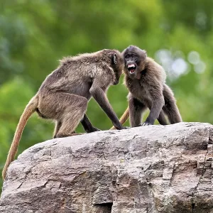 Two djeladas or blood-breasted baboons (Theropithecus gelada) Two djeladas or blood-breasted baboons (Theropithecus gelada)