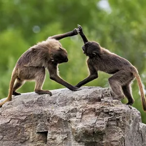 Two djeladas or blood-breasted baboons (Theropithecus gelada) Two djeladas or blood-breasted baboons (Theropithecus gelada)