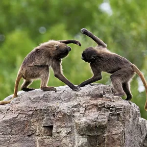 Two djeladas or blood-breasted baboons (Theropithecus gelada) Two djeladas or blood-breasted baboons (Theropithecus gelada)