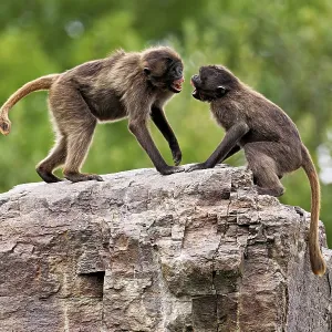 Two djeladas or blood-breasted baboons (Theropithecus gelada) Two djeladas or blood-breasted baboons (Theropithecus gelada)