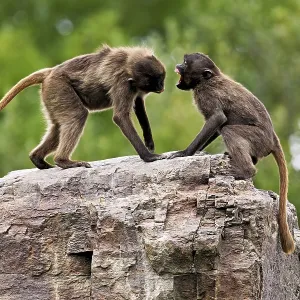 Two djeladas or blood-breasted baboons (Theropithecus gelada) Two djeladas or blood-breasted baboons (Theropithecus gelada)