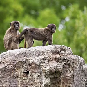 Djeladas or blood-breasted baboons (Theropithecus gelada) Djeladas or blood-breasted baboons (Theropithecus gelada)