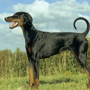 Doberman