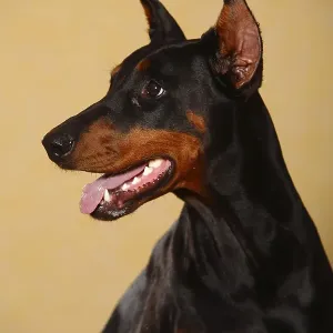 Doberman, cropped ears