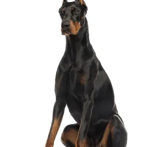 Doberman Pinscher Sitting Print on White Background Doberman Pinscher Sitting Print on White Background