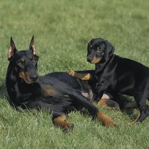 Dobermann Dog or Dobermann Pinscher